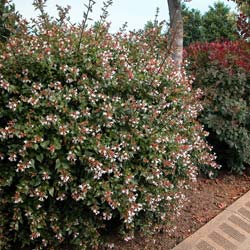 abelia grandiflora